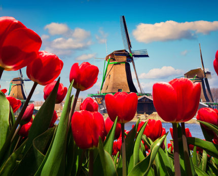 La Hollande et ses tulipes | Carpe Diem Voyages
