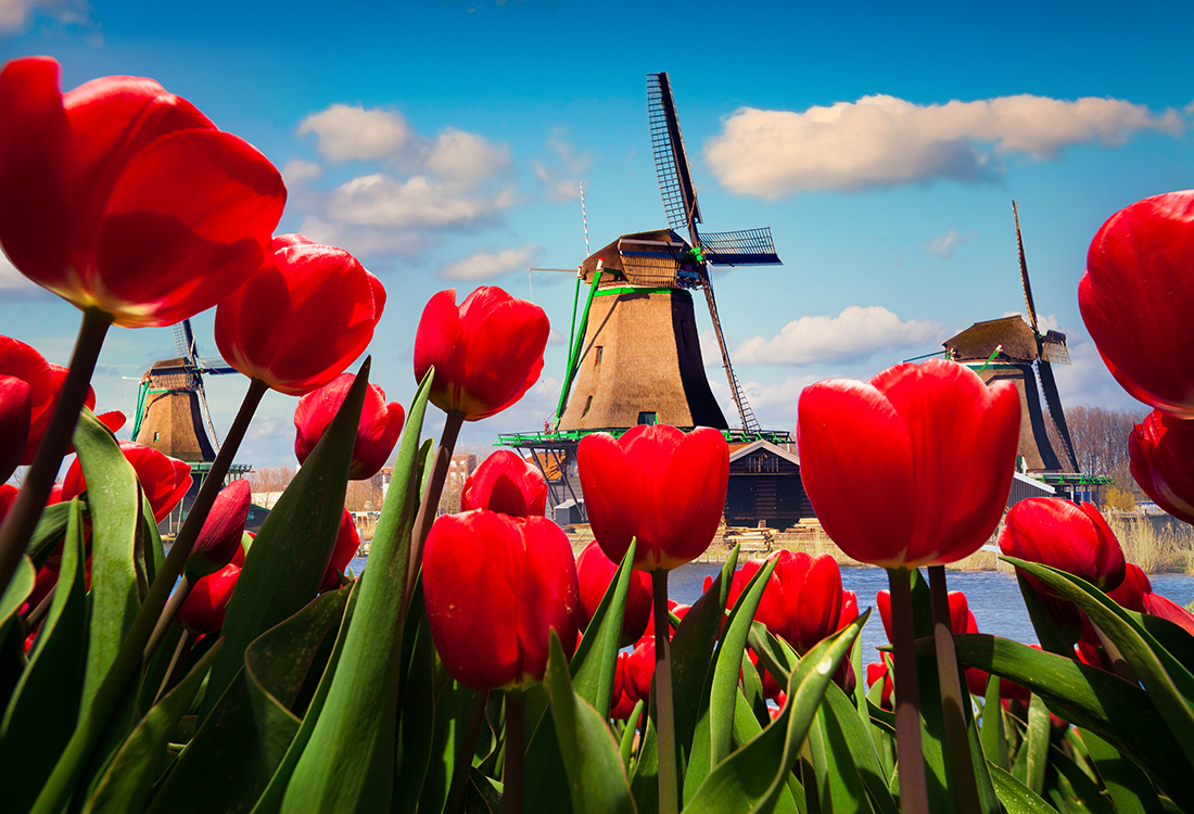 voyage hollande tulipes 2022